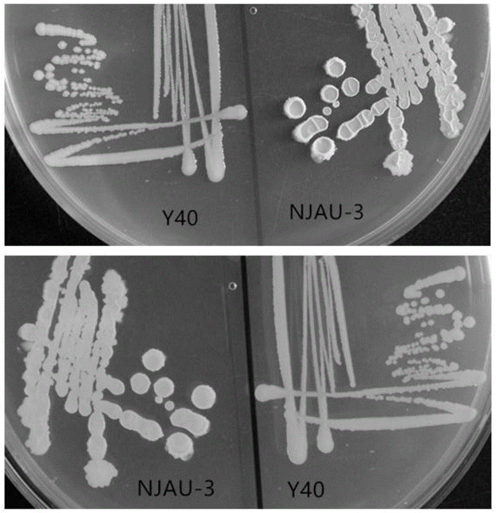 一株具解磷促生能力的不动杆菌属细菌NJAU-3及其应用的制作方法