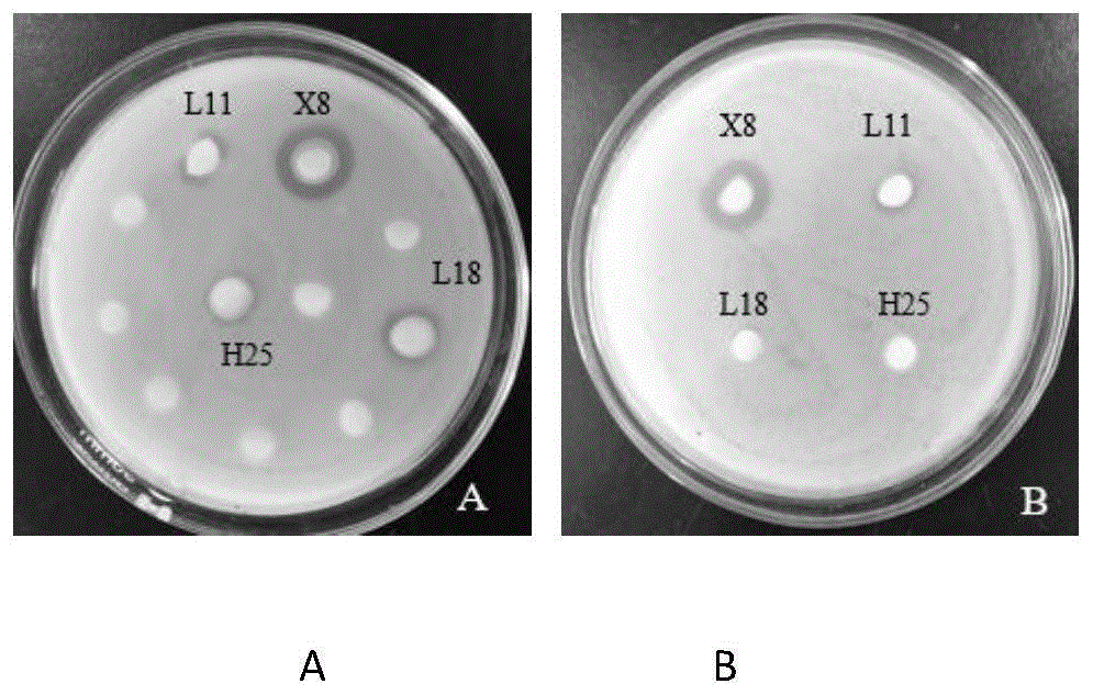 一种拮抗菌解淀粉芽孢杆菌X8菌株及其应用的制作方法