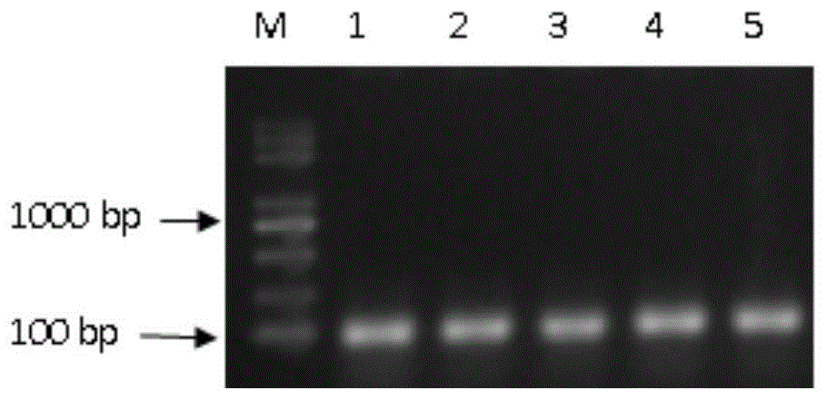 一种基于CRISPR-Cas9技术的miR-126全长基因敲除试剂盒及其应用的制作方法