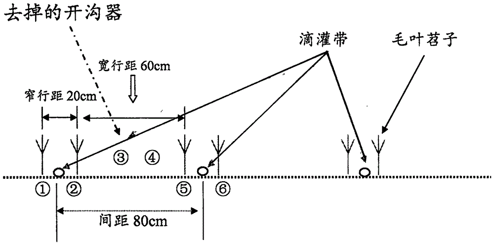 一种毛叶苕子滴灌种植方法与流程