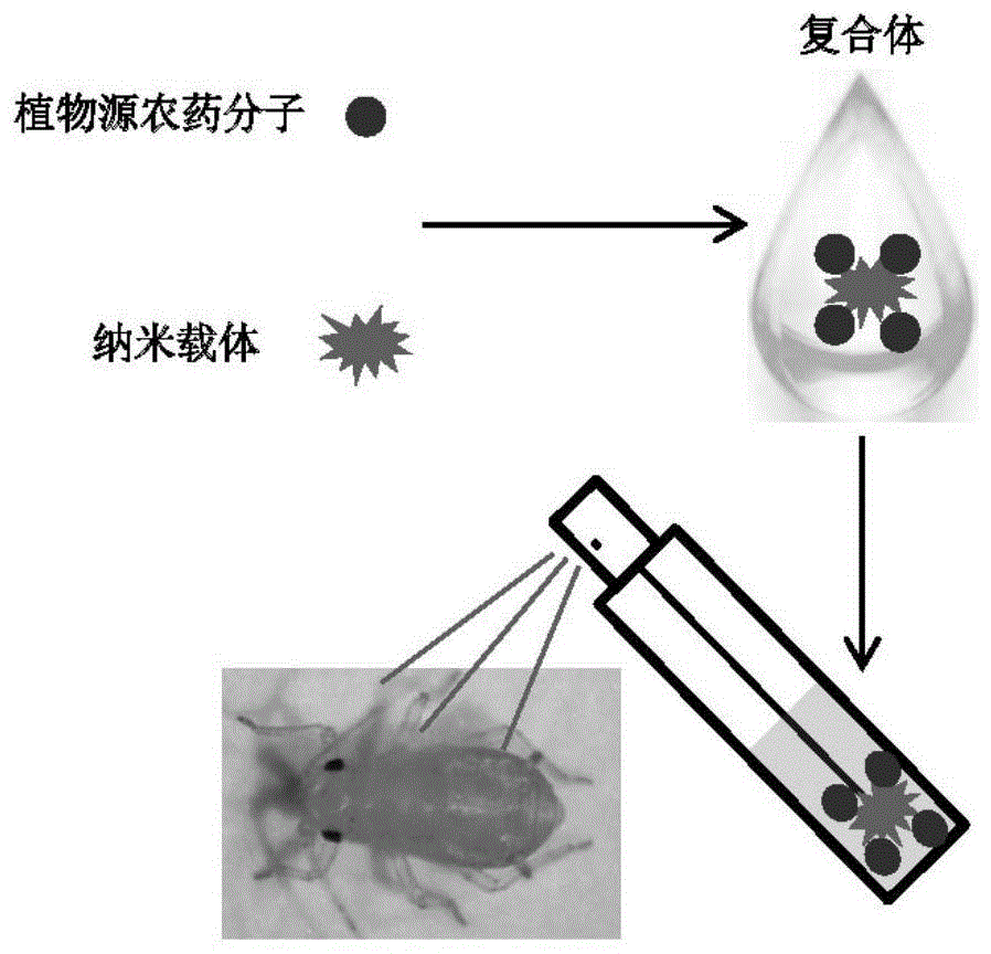 本发明涉及生物化学技术领域,尤其涉及植物源农药分子-纳米载体复合体