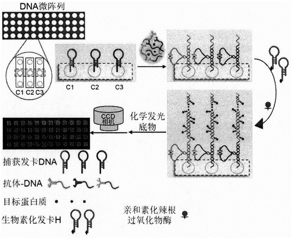 基于DNA微阵列的蛋白质化学发光成像分析方法与流程