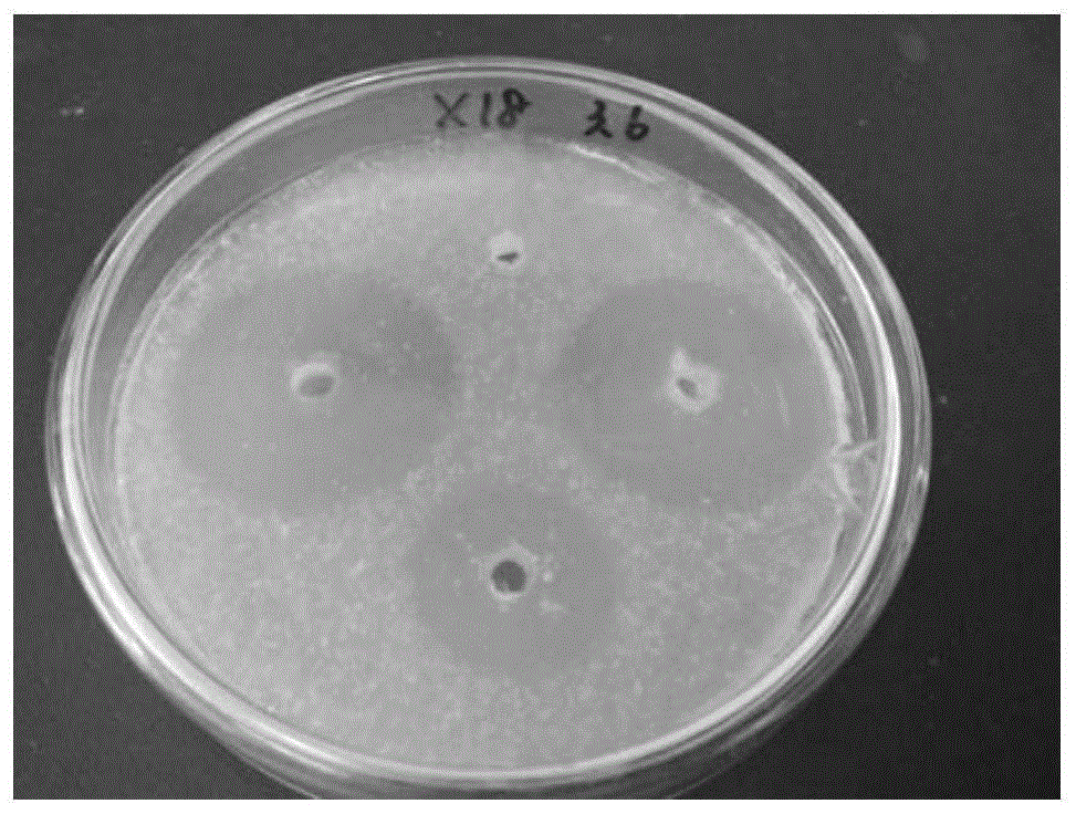 一种产蛋白酶的乔治亚海杆菌及其应用的制作方法