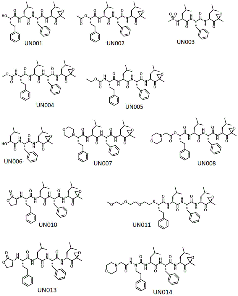 用于治疗由衰老细胞介导的病症和用于治疗癌症的基于肽的蛋白酶体抑制剂的制作方法