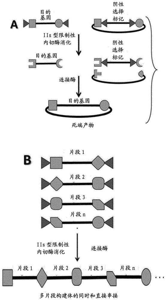 多核苷酸改组方法与流程
