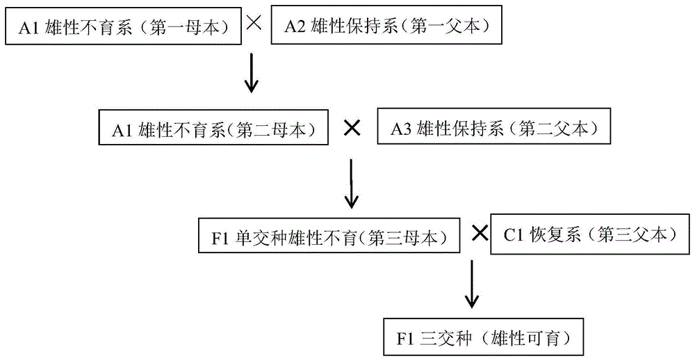 一种利用三系配套技术进行玉米三交种杂交育种制种方法与流程