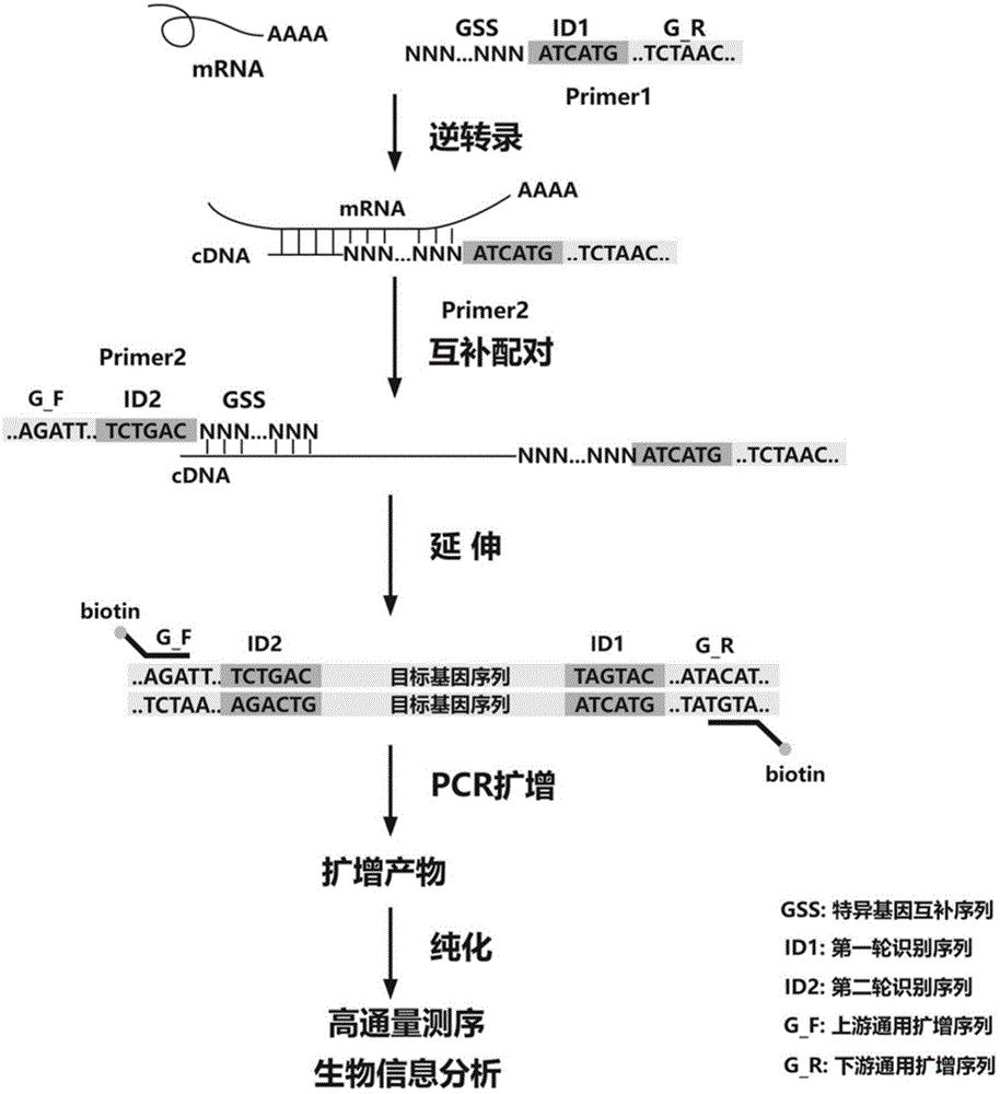 一种循环肿瘤细胞的检测方法与流程