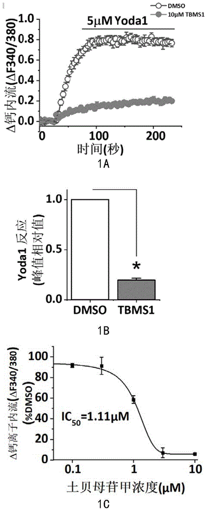 土贝母苷甲作为抑制Yoda1激活Piezo1通道的特异性拮抗剂的应用的制作方法