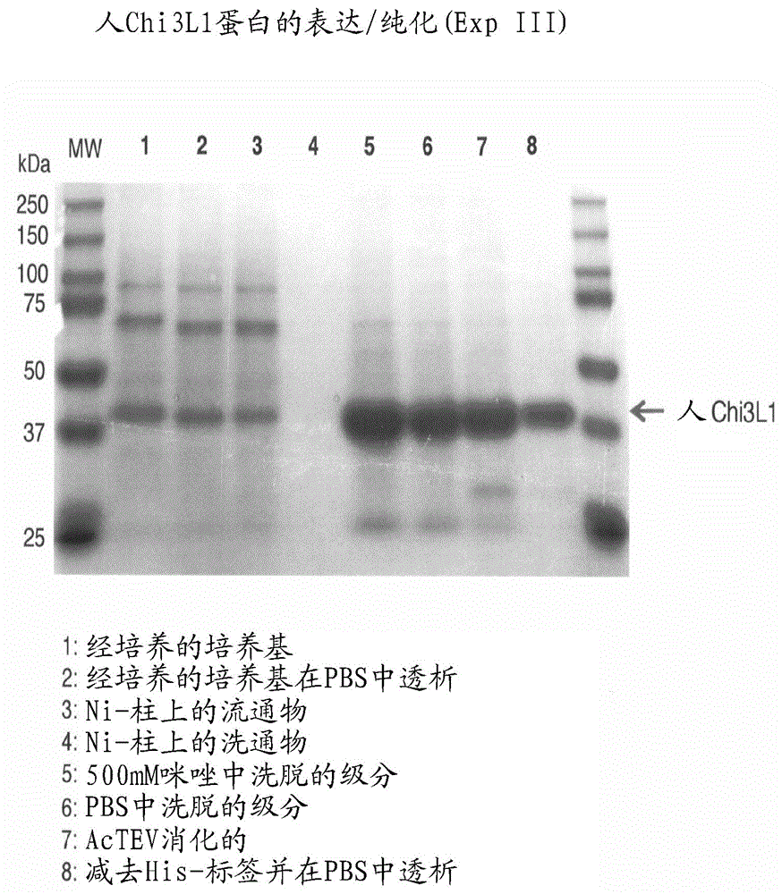 用于检测和/或治疗NAFLD/NASH以及肝脏中未治疗进展的后续并发症的抗体的制作方法