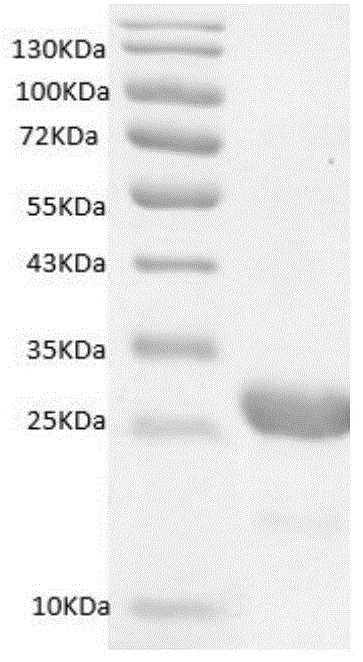 禽白血病P27蛋白单克隆抗体及其制备方法和应用与流程