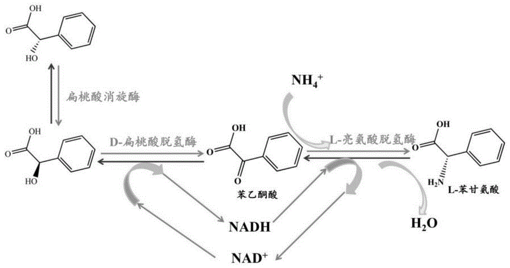 一种基因工程菌及以D,L-扁桃酸为底物制备L-苯甘氨酸的方法与流程
