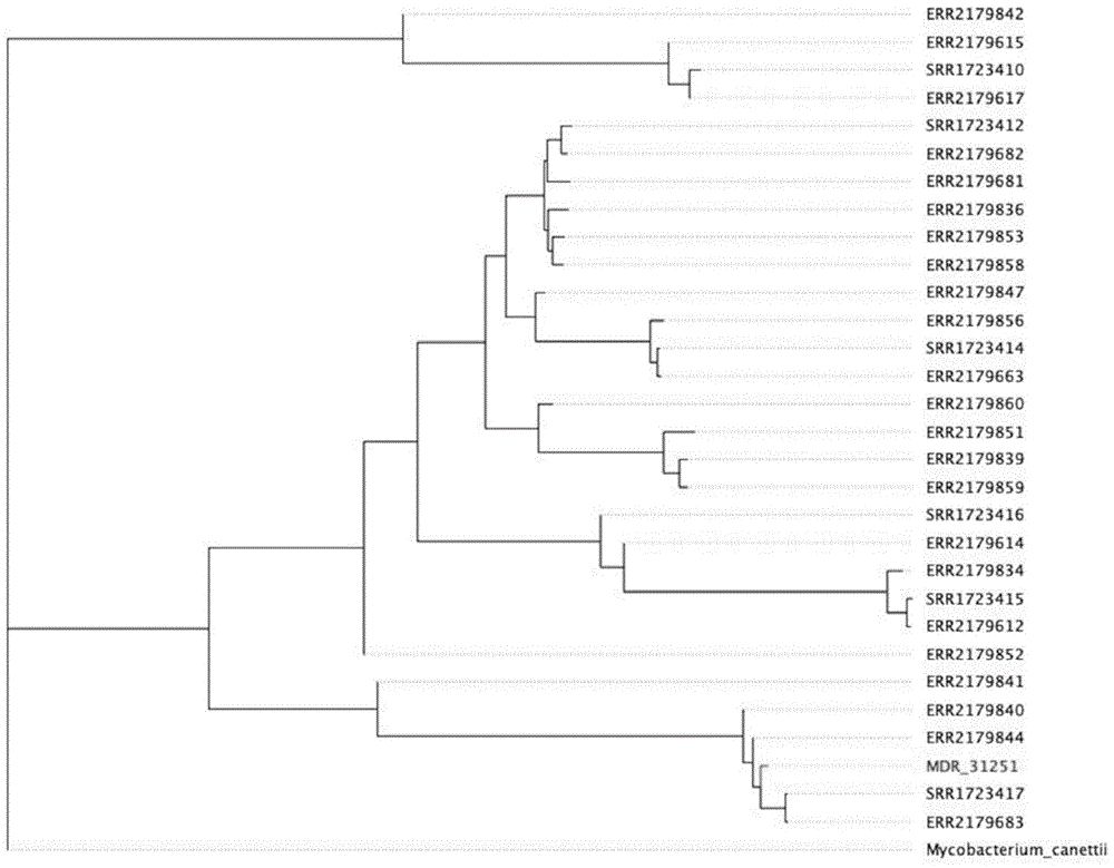 1073个SNP位点在结核分枝杆菌谱系3中的应用的制作方法