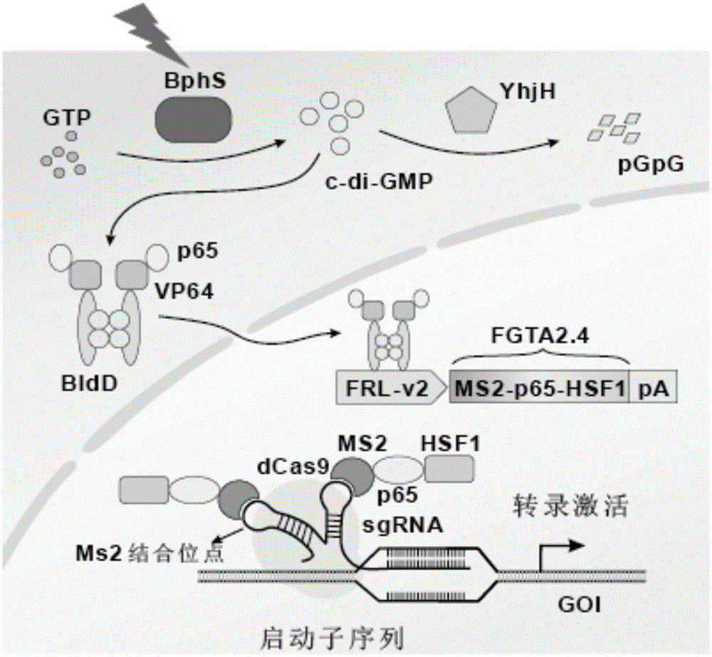 Crispr Cas