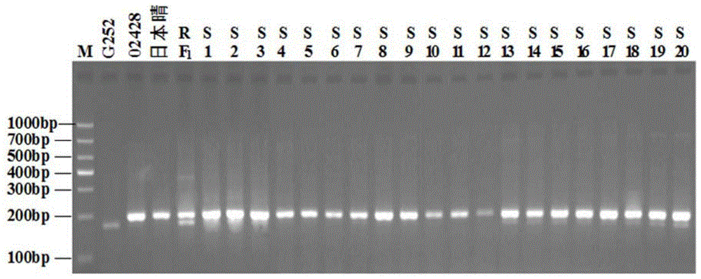 水稻广谱高抗白叶枯病基因Xa45(t)的共分离分子标记Hxjy-1的制作方法