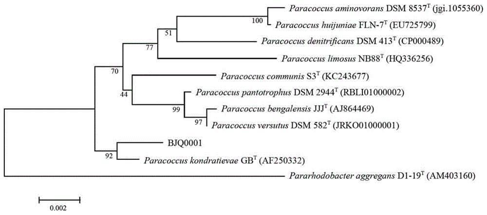 一株Paracoccus kondratievae及其在降解白酒有害酯中的应用的制作方法