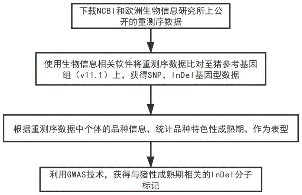 一种与猪性成熟期性状相关的indel分子标记的制作方法