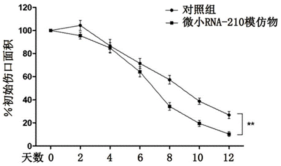 用微小RNA治疗糖尿病溃疡的方法与流程