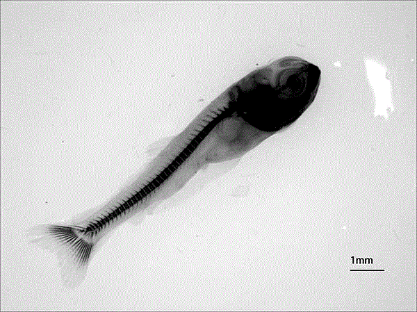 一种黄河鲤稚鱼肌间骨染色的方法与流程
