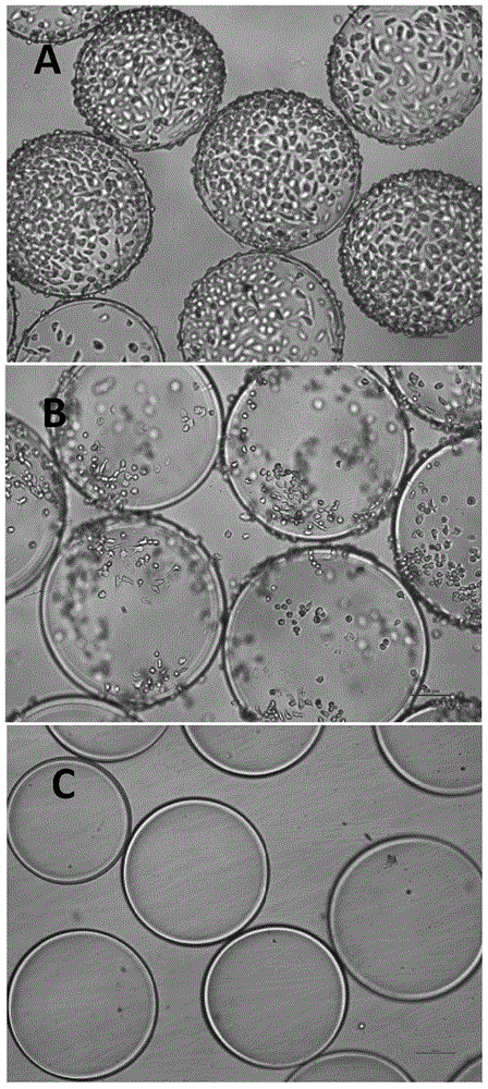 一种移植用水凝胶微球的体外筛选方法与流程