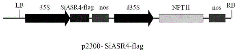谷子SiASR4基因及应用的制作方法
