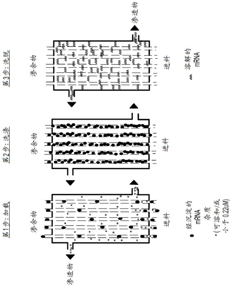 信使RNA的纯化方法与流程