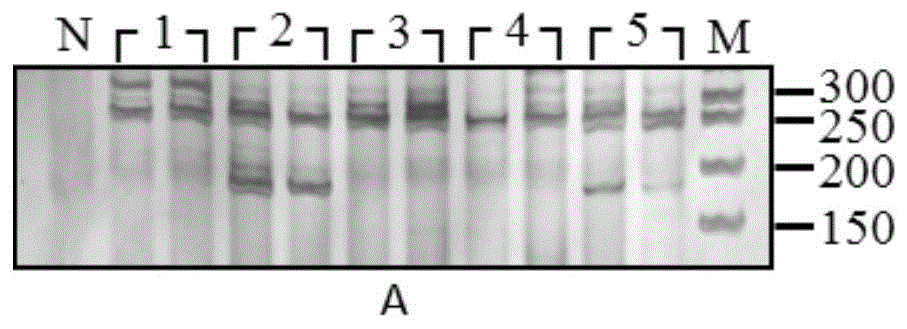 一种牡丹皮的转录组SSR分子标记体系及其应用的制作方法