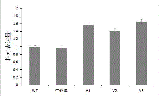 棉花纤维长度相关microRNA477及其前体DNA和应用的制作方法