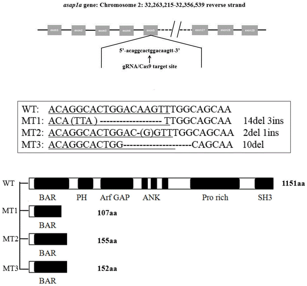 利用CRISPR/Cas9技术构建斑马鱼asap1a基因敲除突变体的方法与流程