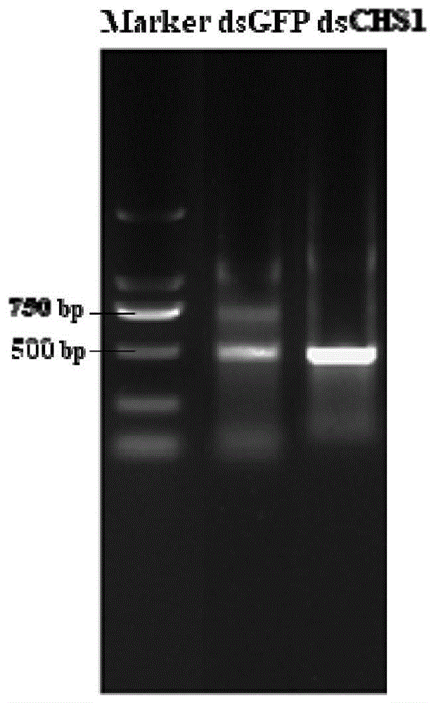 茄二十八星瓢虫生长发育相关基因CHS1及其应用的制作方法