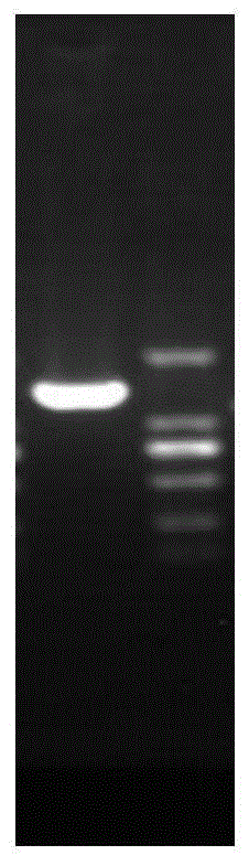 一种短须裂腹鱼热应激蛋白HSP70基因、检测方法及其应用与流程