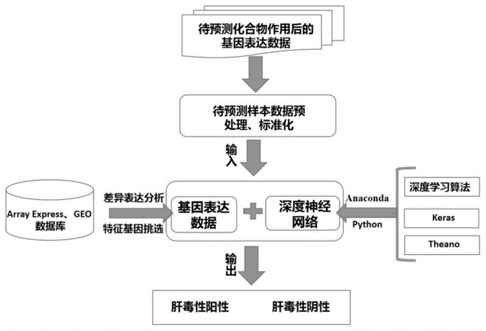 基于深度学习和基因表达数据的化合物肝毒性早期预测方法与流程