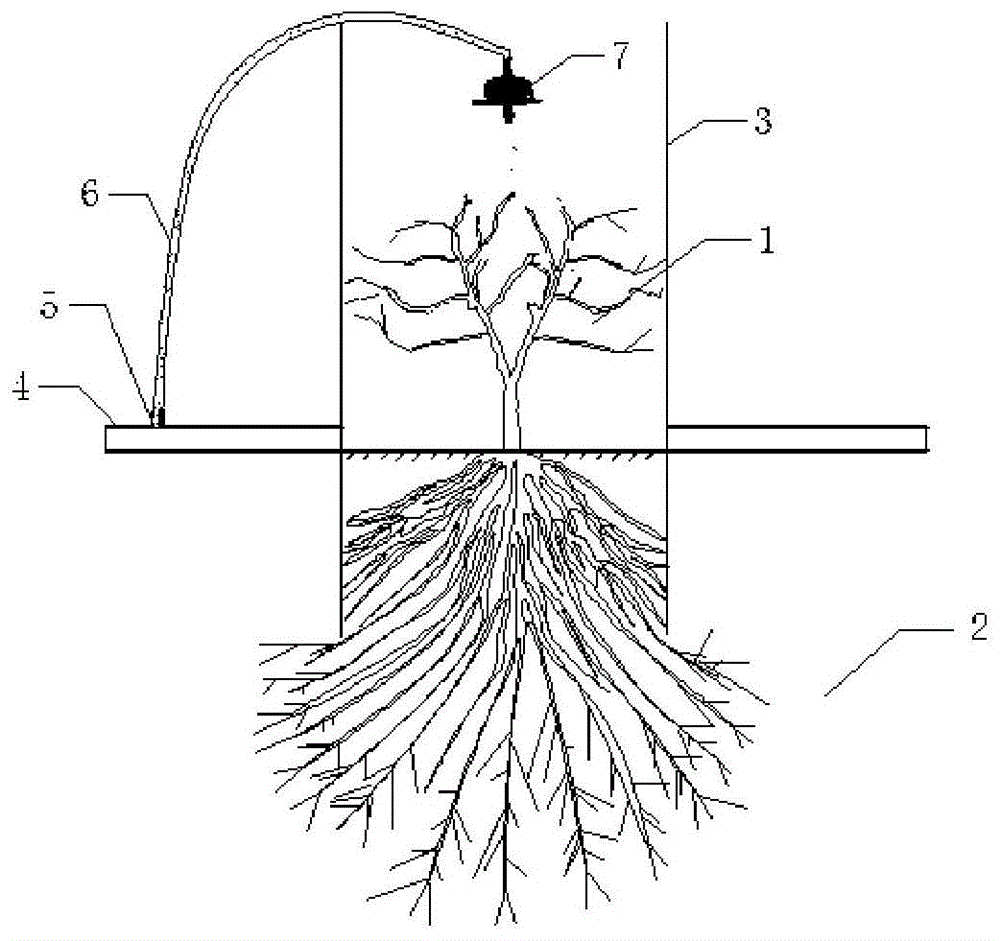 固沙植物幼苗移植方法与流程