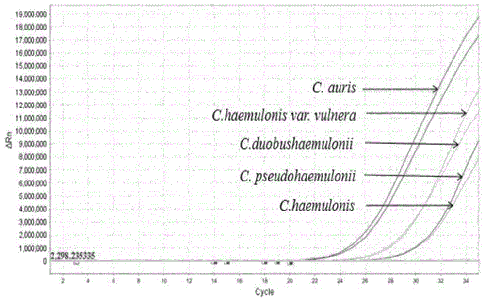 一种高分辨率熔解曲线鉴定耳念珠菌的方法与流程