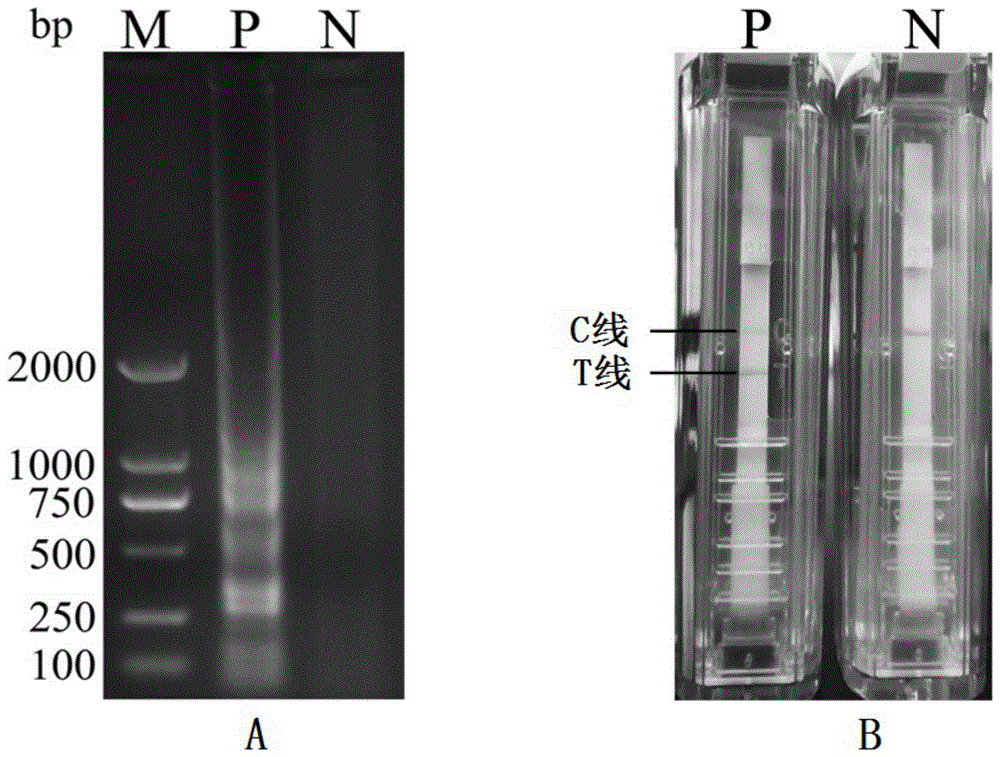 一种检测J亚群禽白血病病毒的CPA引物组、CPA核酸试纸条试剂盒及其应用的制作方法