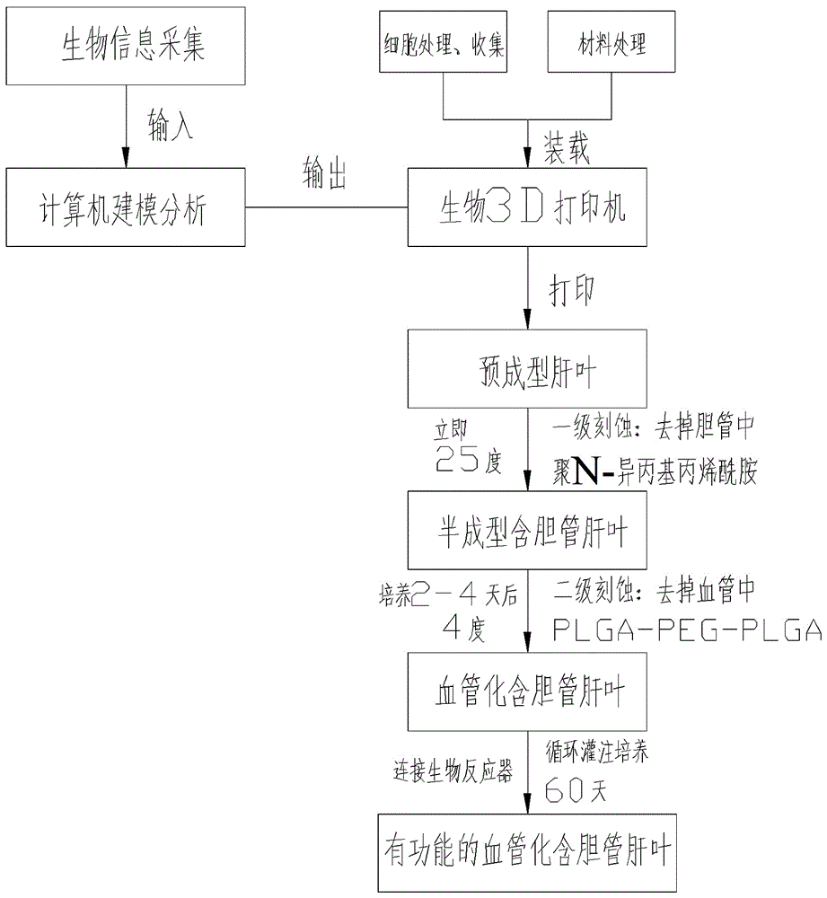 基于活细胞3D打印的组织工程仿生肝叶结构及制备方法与流程