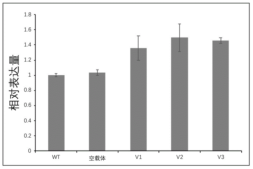 棉花纤维长度相关microRNA396及其前体DNA和应用的制作方法