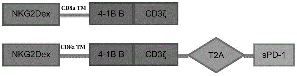 表达可溶性PD-1的嵌合抗原受体CAR基因及应用的制作方法