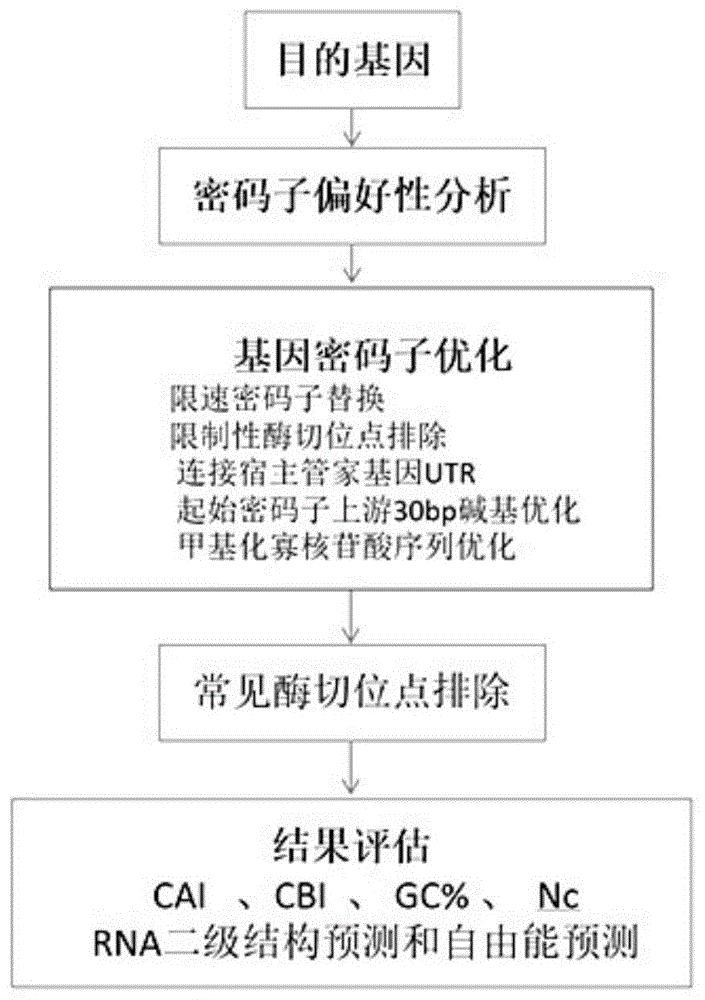 一种提高目的基因在宿主体内表达水平的密码子优化方法与流程