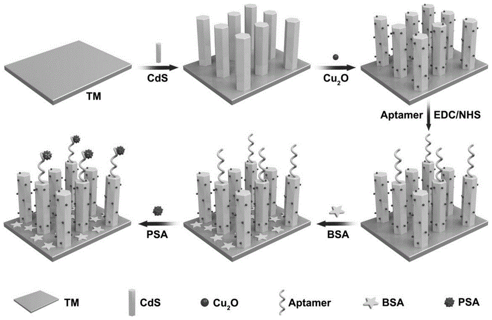 一种p-n异质结CdS-Cu2O/TM纳米棒阵列的制备方法、传感器及应用与流程
