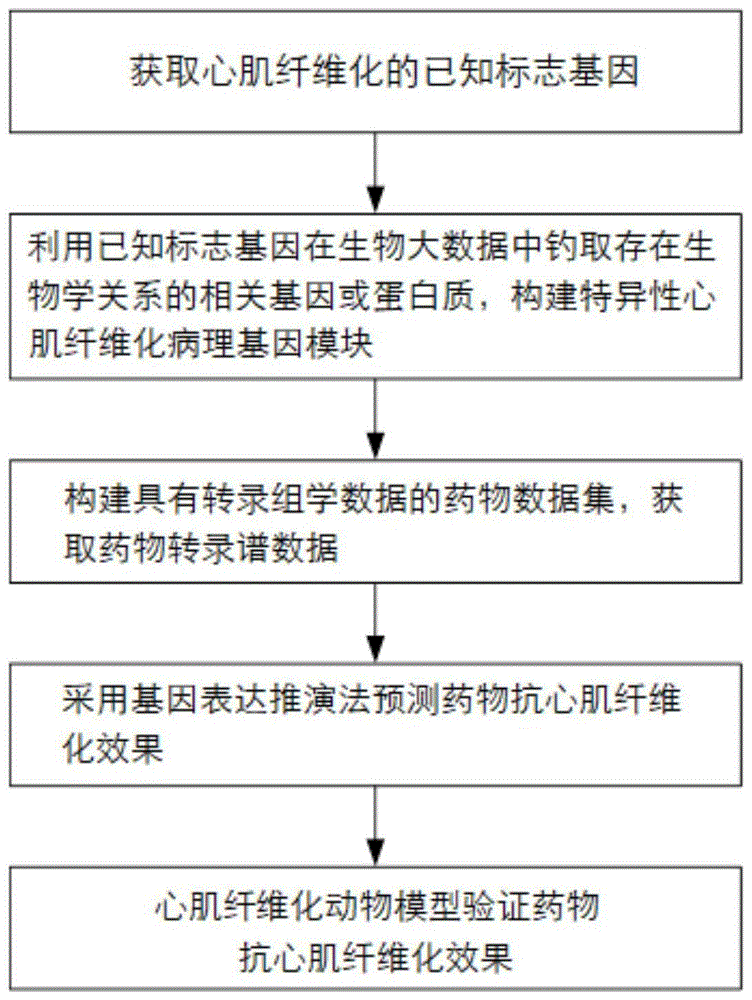 抗心肌纤维化药物的筛选方法与流程