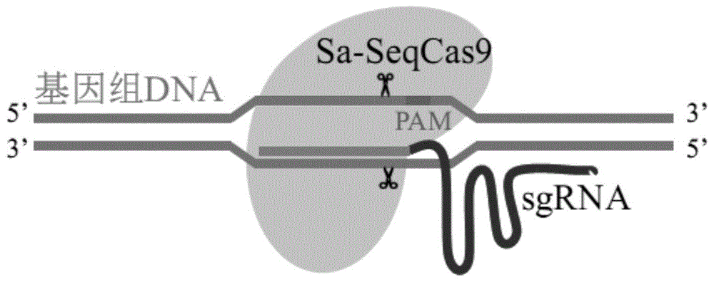 一种CRISPR/Sa-SeqCas9基因编辑系统和其应用的制作方法