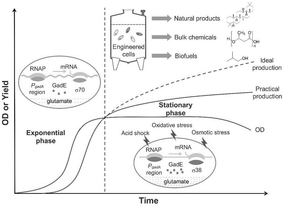 一种利用σ70非依赖型抗胁迫启动子实现异丁醛稳定高产的方法与流程
