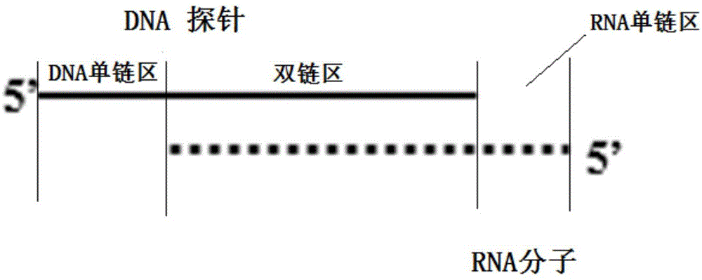 对RNA分子进行处理的方法及试剂盒和复合体与流程