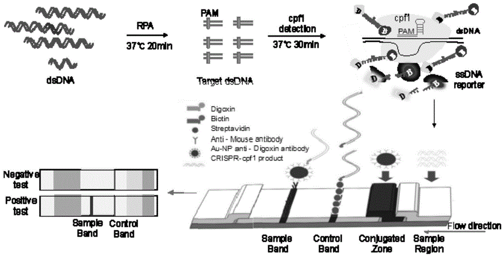一种用于非洲猪瘟病毒核酸快速检测的Cpf1试剂盒及其检测方法与流程