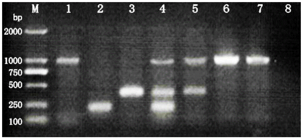 一种快速区分非洲猪瘟病毒野毒株与基因缺失株的三重PCR检测引物及试剂盒的制作方法