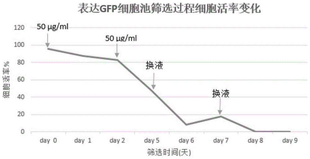 抗生素筛选HEK细胞的方法与流程