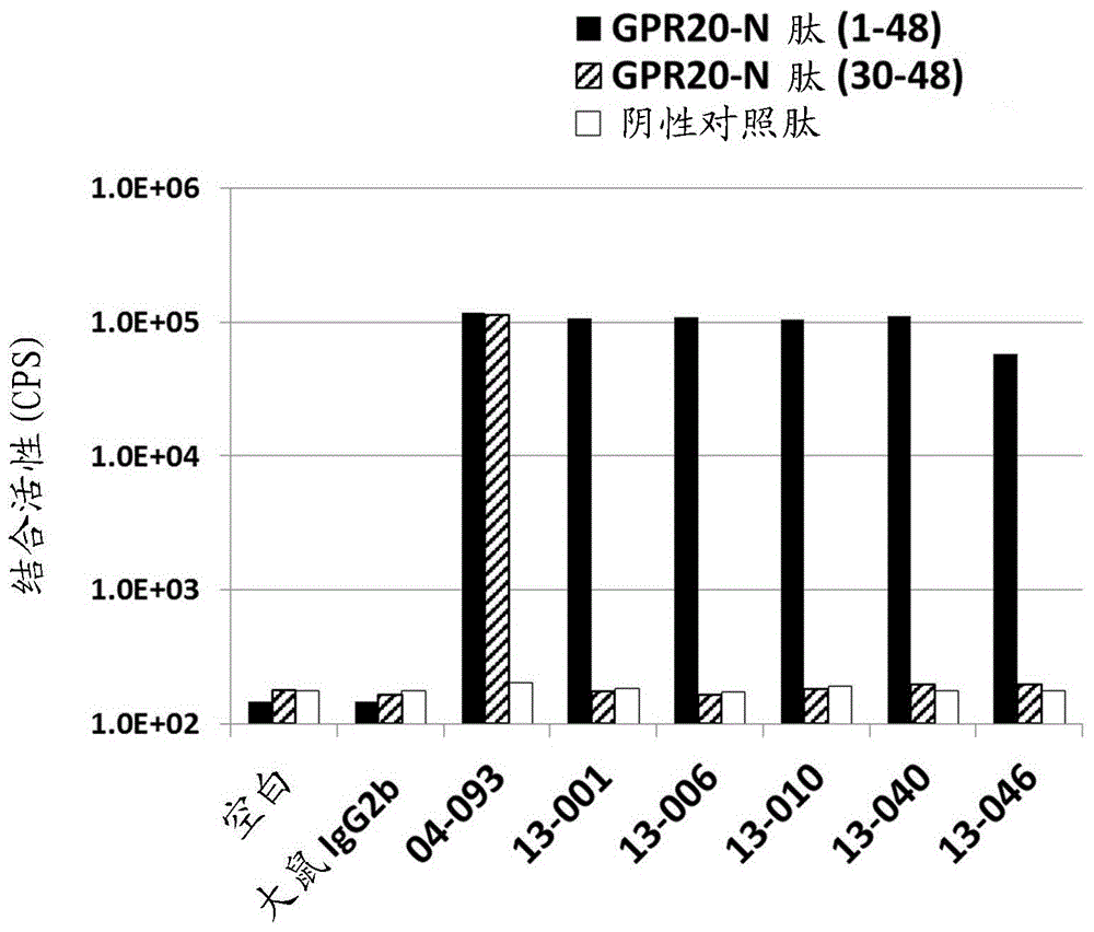 抗GPR20抗体的制作方法