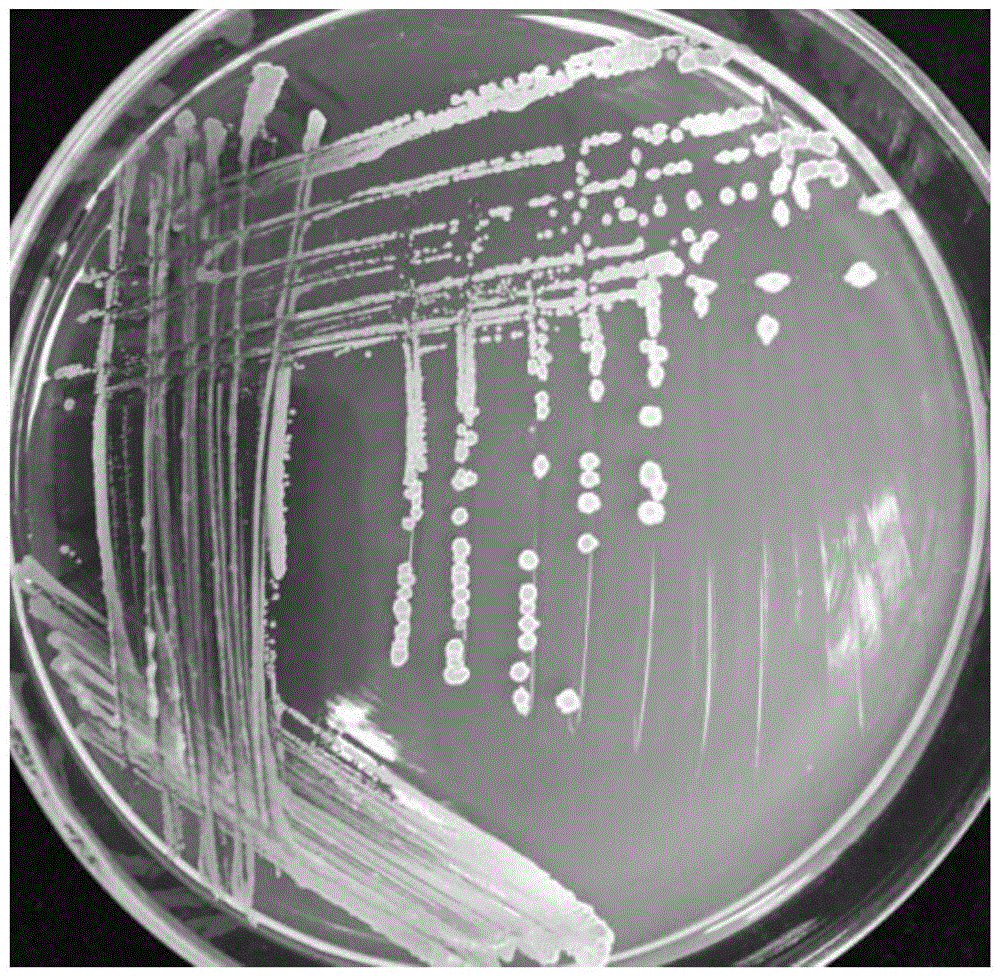 本发明属于属于农业微生物领域具体涉及一株贝莱斯芽孢杆菌bacillus