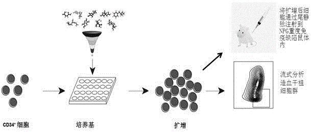 扩增造血干细胞的组合物、扩增方法、药物组合物和用途与流程