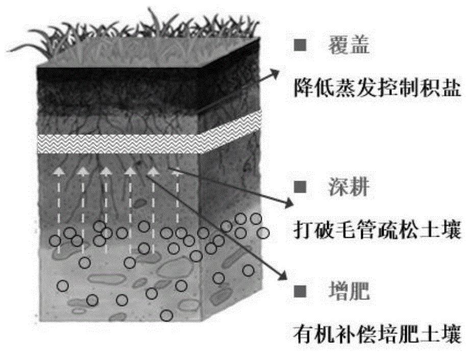 一种重度粘性盐碱地土壤改良种植灌木的方法及其应用与流程